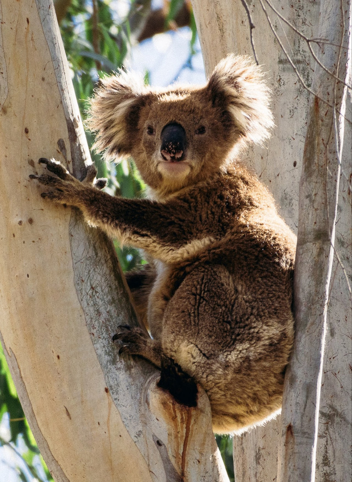 A koala sitting on a tree trunk, with its front paw resting on the branch and looking directly forward.
