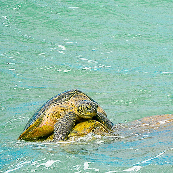 A sea turtle swimming in turquoise ocean water, during mating season. Another turtle visible just below the surface of the water.