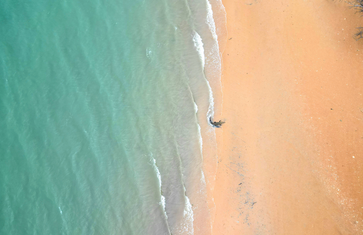 Aerial view of a beach shoreline with turquoise water on the left and pale sandy beach on the right, divided by foamy waves. A Saltwater Crocodile sleeps in the shoreline.