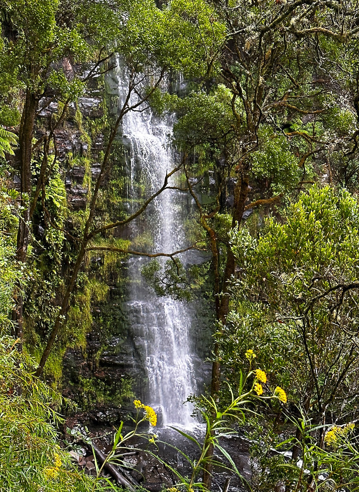 A tall waterfall cascades down a rocky cliff surrounded by dense green forest and small yellow flowers in the foreground.